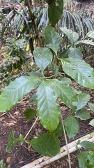 Coffea arabica