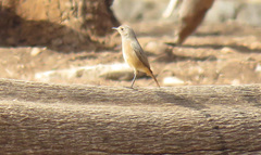 Phoenicurus moussieri