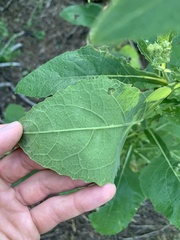 Verbesina microptera