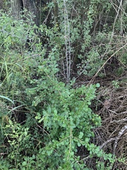 Randia obcordata
