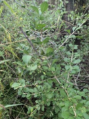 Randia obcordata