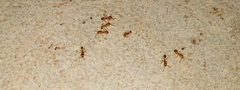 Monomorium pharaonis