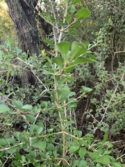 Randia obcordata