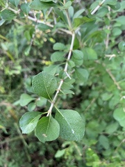 Randia obcordata