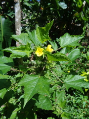 Malachra alceifolia