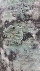 Lecanora strobilina