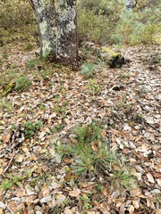 Pinus
