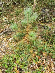 Pinus