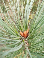 Pinus