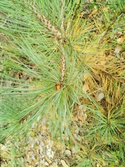 Pinus