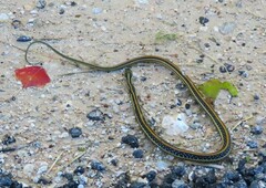 Thamnophis proximus orarius
