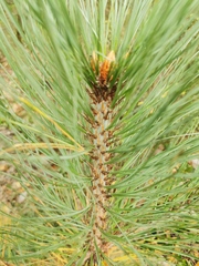 Pinus