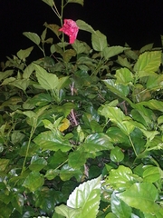 Hibiscus rosa-sinensis