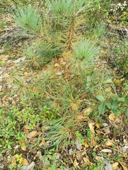 Pinus