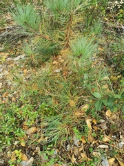 Pinus