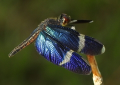 Zenithoptera fasciata