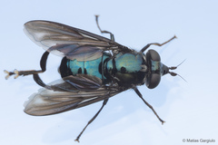 Stilbosoma cyaneum