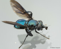 Stilbosoma cyaneum
