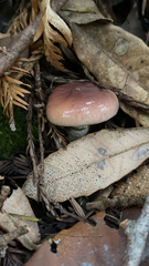 Gomphidius subroseus