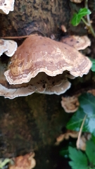 Stereum subtomentosum