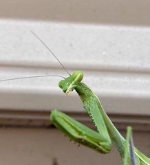 Stagmomantis limbata