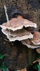 Stereum subtomentosum