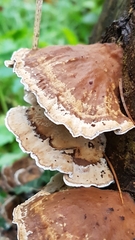 Stereum subtomentosum