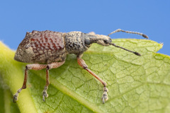 Hybreoleptops tuberculifer