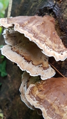 Stereum subtomentosum