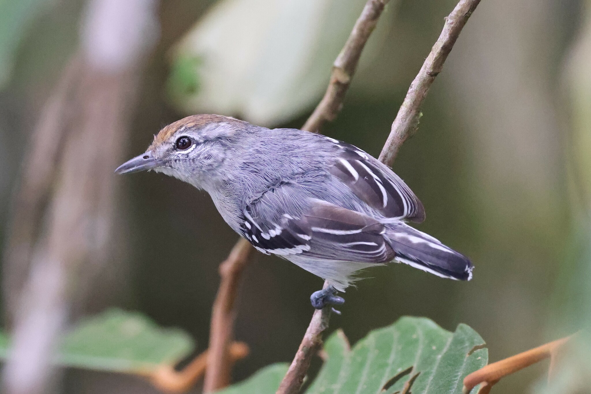 Dugand's Antwren (Herpsilochmus dugandi), photo 5