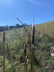 Typha latifolia