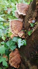 Stereum subtomentosum