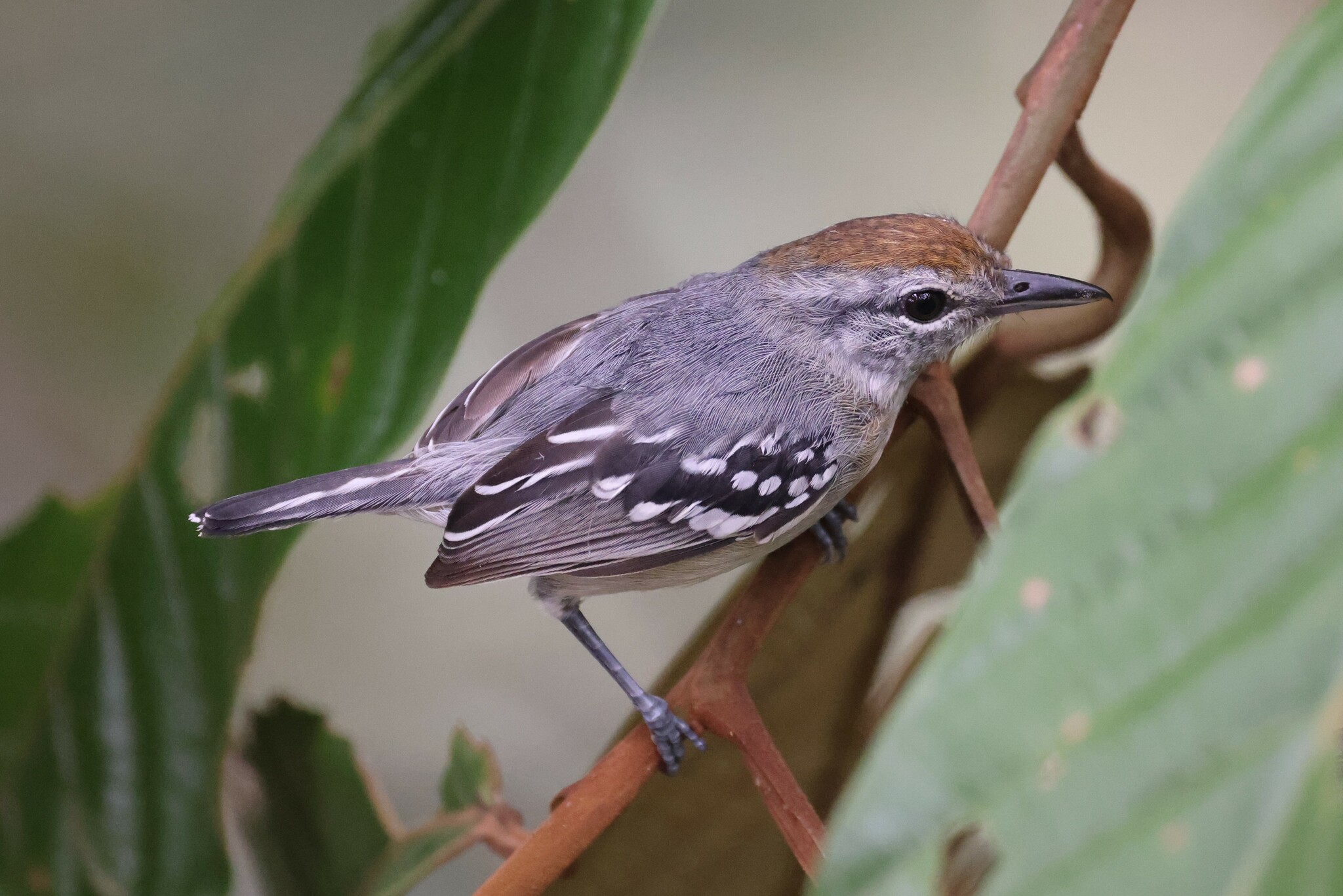 Dugand's Antwren (Herpsilochmus dugandi), photo 6