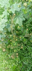 Lepidium densiflorum