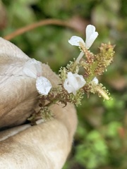 Plumbago zeylanica