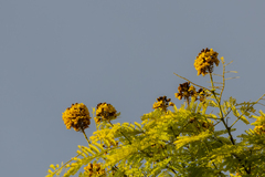 Cenostigma pluviosum peltophoroides