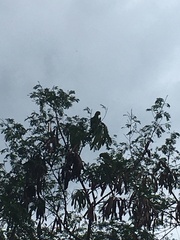 Amazona ochrocephala