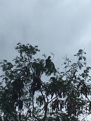 Amazona ochrocephala image