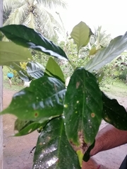 Artocarpus heterophyllus