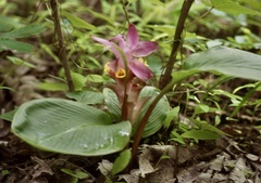 Curcuma pseudomontana