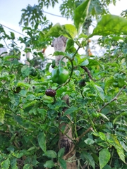 Capsicum chinense
