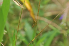 Melanoplinae