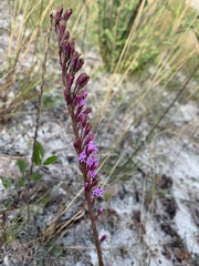 Liatris quadriflora