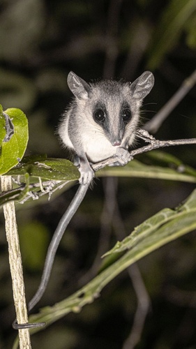 Northern mouse opossum