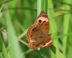 Junonia zonalis