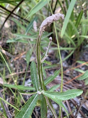 Pterocaulon pycnostachyum