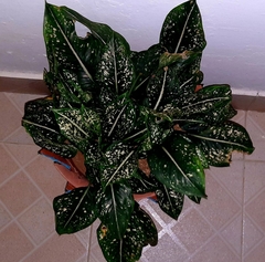 Aglaonema commutatum