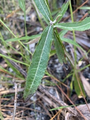 Pterocaulon pycnostachyum