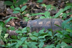 Chelonoidis denticulatus