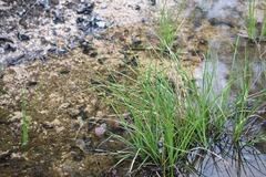 Rhynchospora holoschoenoides